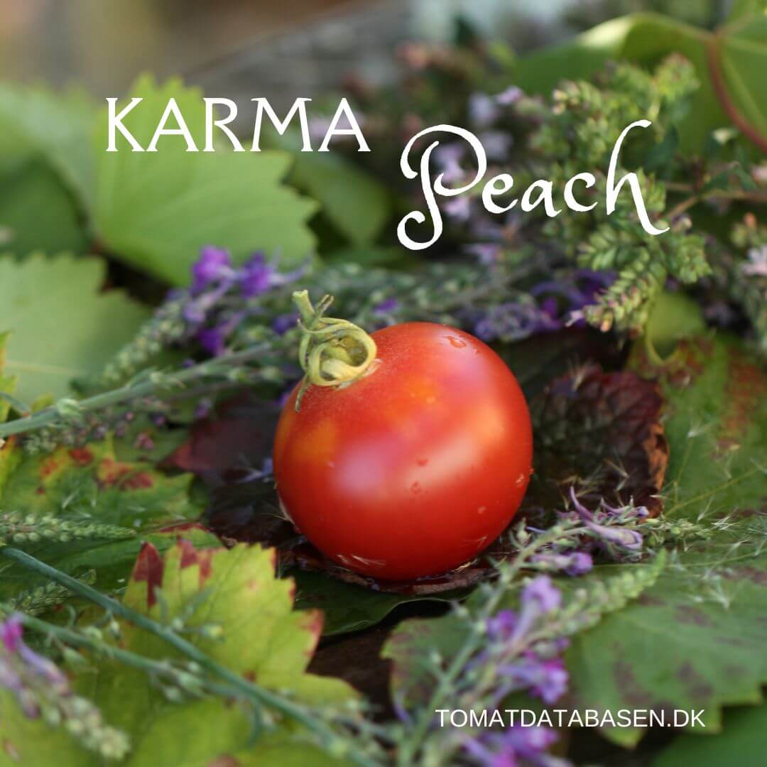 KARMA Peach